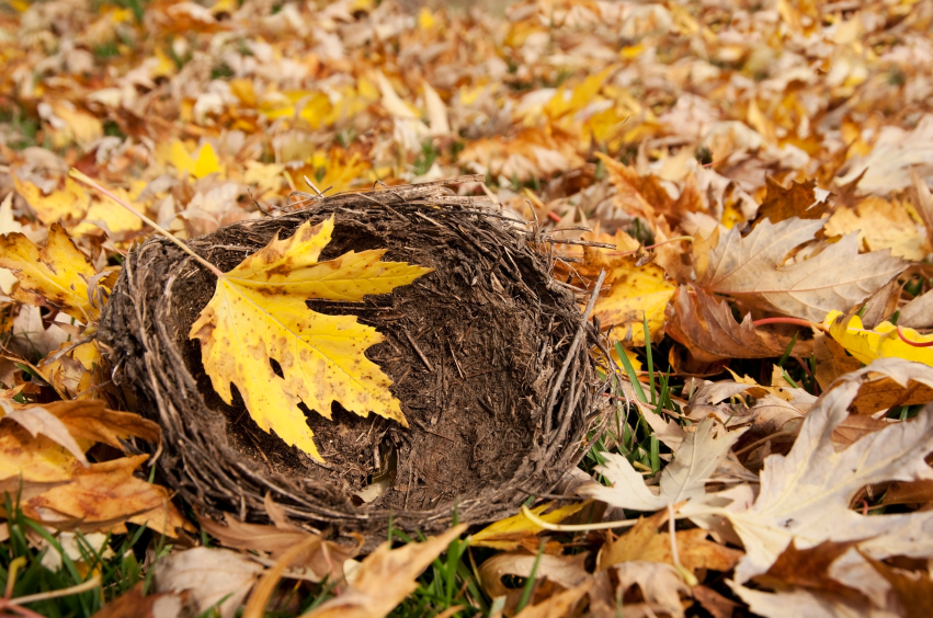 Will Autumn Bring an Empty Nest?
