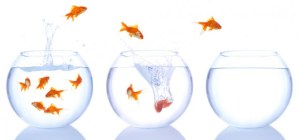 Three goldfish bowls with fish jumping from one to the other 