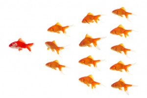 Goldfish in a triangle formation 