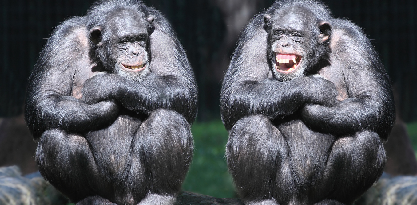 Why Did Laughter Evolve?