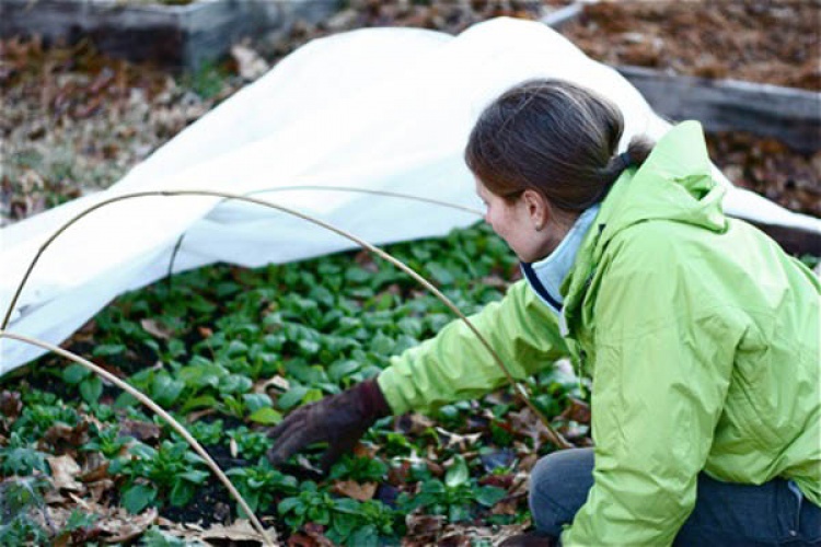 Reduce Stress with these Winter Gardening Tips