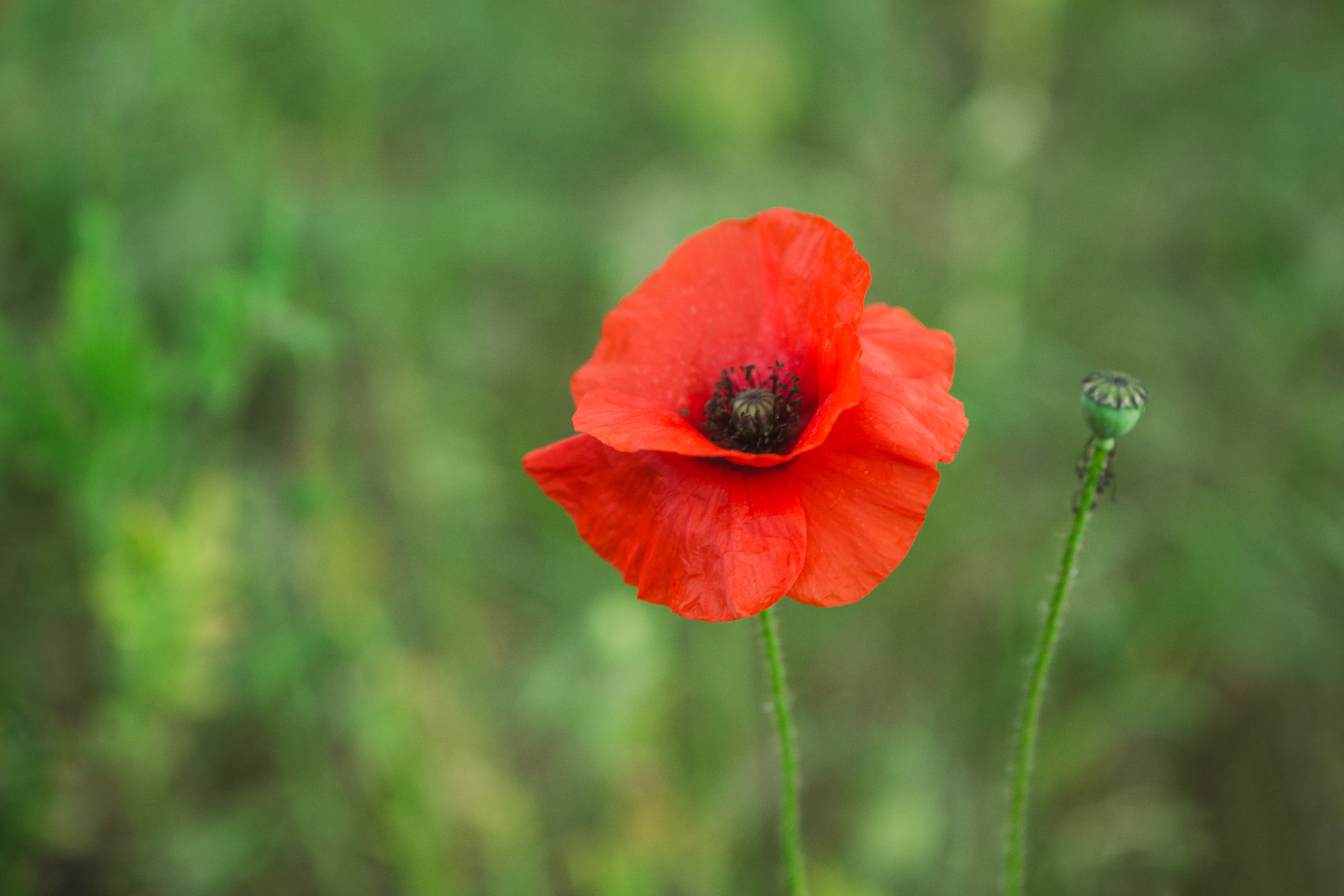 November, Remembrance, and Poppies