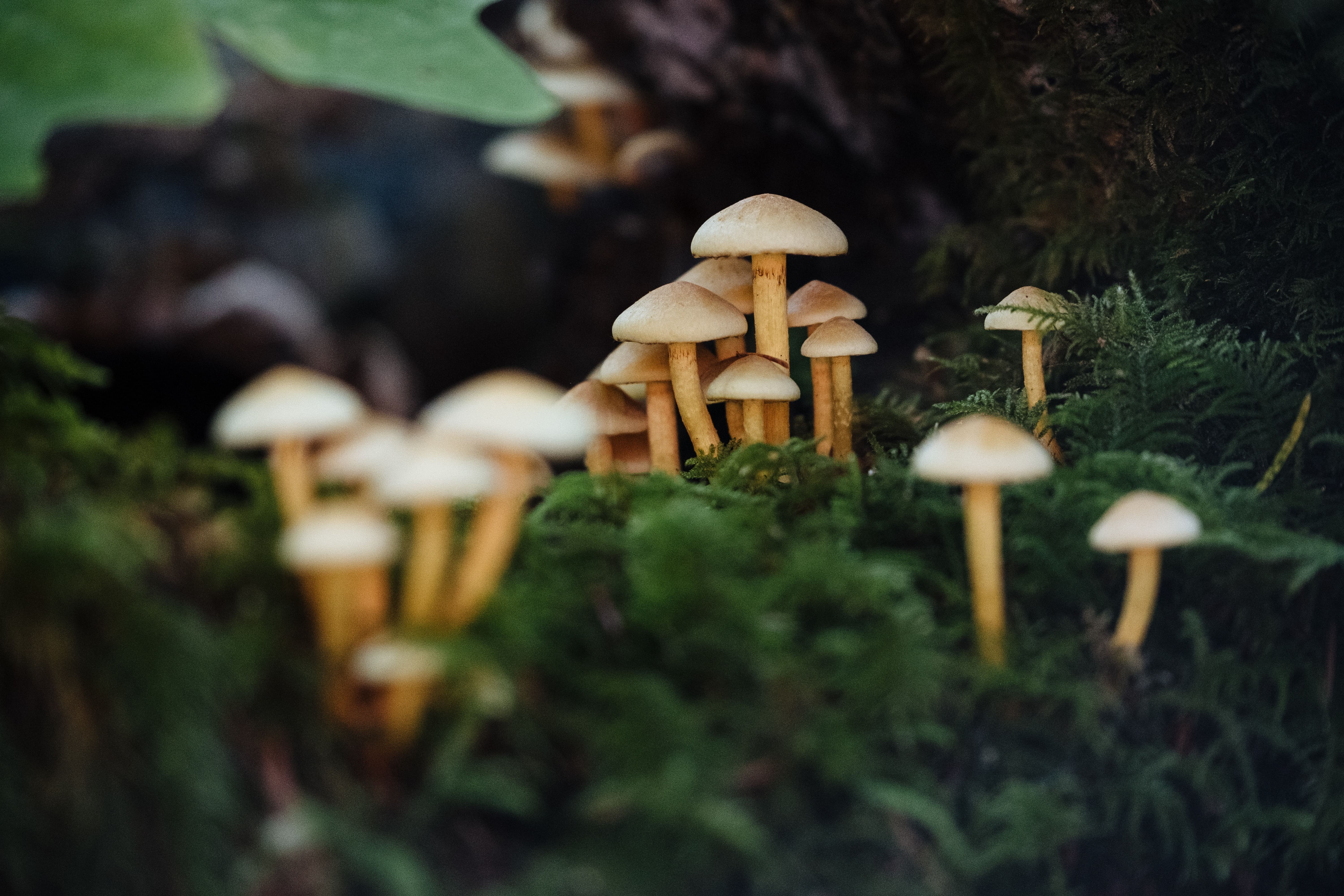 How Psychotherapy and Psychedelics Can Work Together